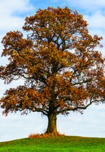 AUTOMNE vrai